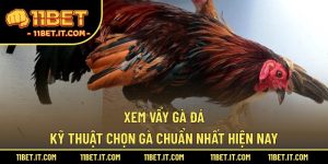 Xem vẩy gà đá
