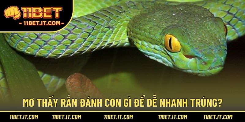 Mơ thấy rắn đánh con gì để dễ nhanh trúng?