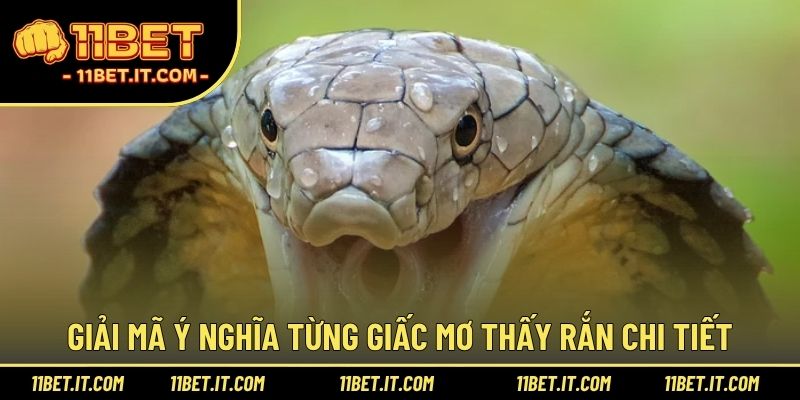 Giải mã ý nghĩa từng giấc mơ thấy rắn chi tiết